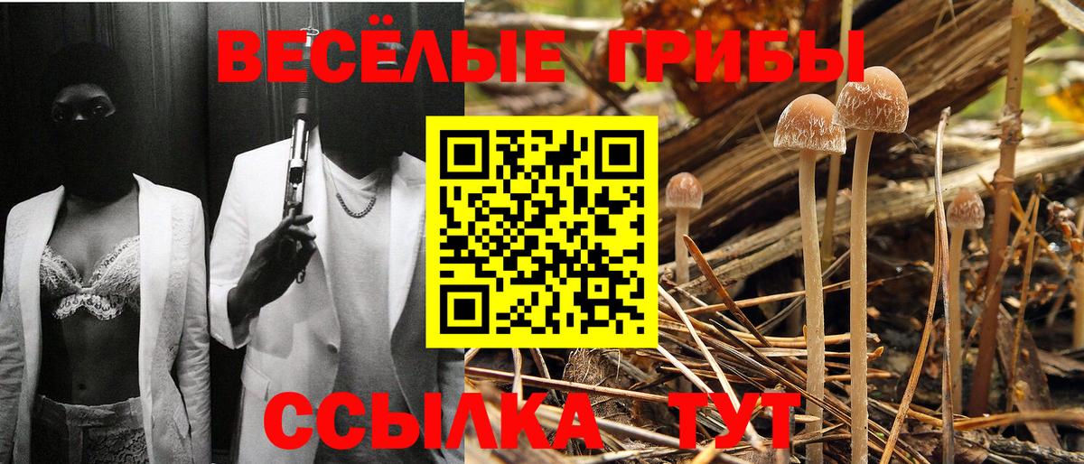 закладка  Вход с VPN  Курчалой  Псилоцибиновые грибы ЛСД 